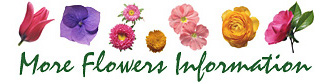 Flowers Information